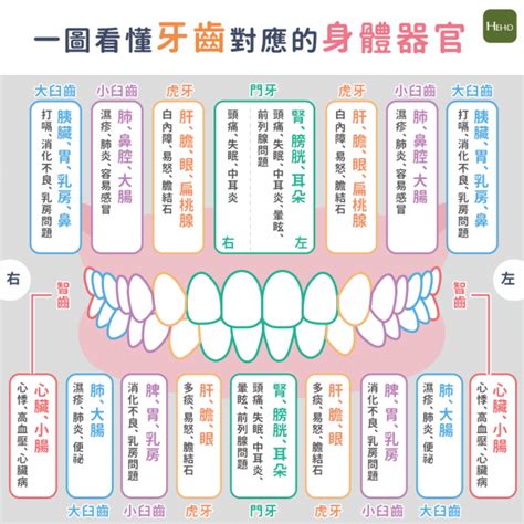 牙齒經絡|牙痛可能是內臟警訊？一圖看懂牙齒對應的身體器官